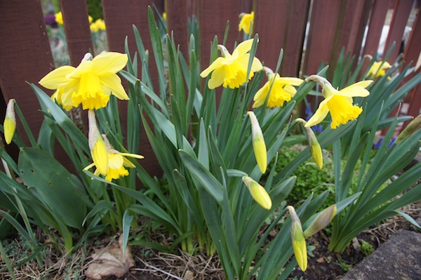2014 Wester Hailes allotments 38 daffodil nature environment spring pretty