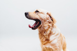 Yawning is a dogs way of saying everything is ok